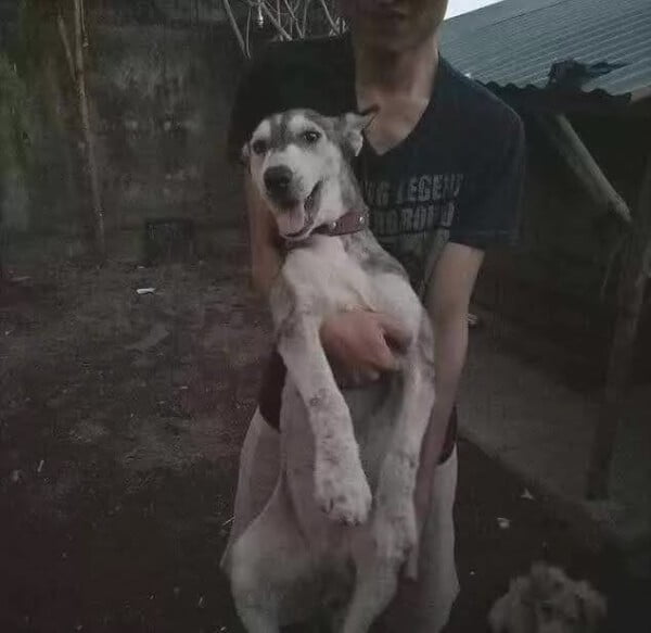 Husky tem recuperação surpreendente após ser resgatada Husky tem recuperação surpreendente após ser resgatada