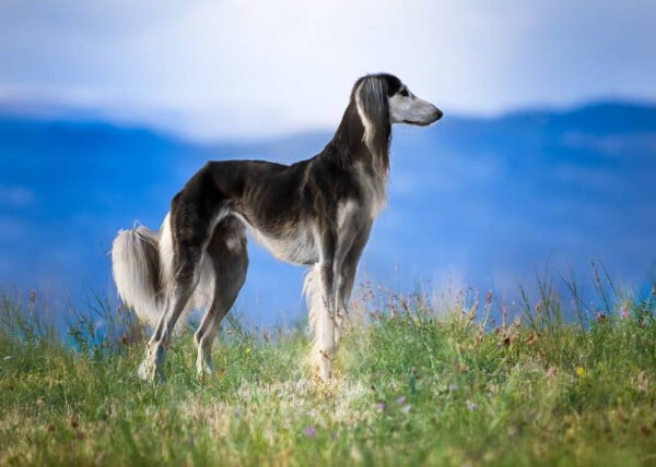 As raças de cachorros mais caras do mundo