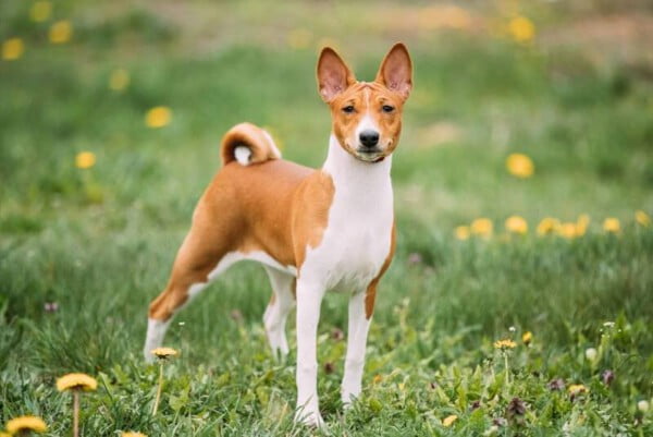 Basenji