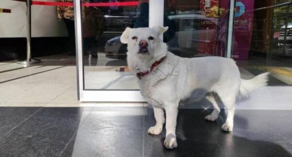 Cachorra espera por 6 dias na porta do hospital por seu humano hospitalizado Cachorra espera por 6 dias na porta do hospital por seu humano hospitalizado