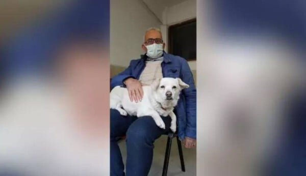 Cachorra espera por 6 dias na porta do hospital por seu humano hospitalizado Cachorra espera tutor em hospital