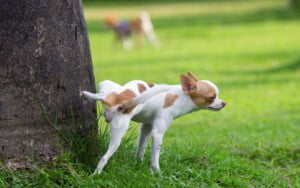 Cachorro urinando sangue - O que pode ser?