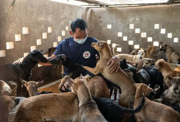 Consumo ilegal: 61 cachorros para abate são resgatados no Camboja Cachorros de abate