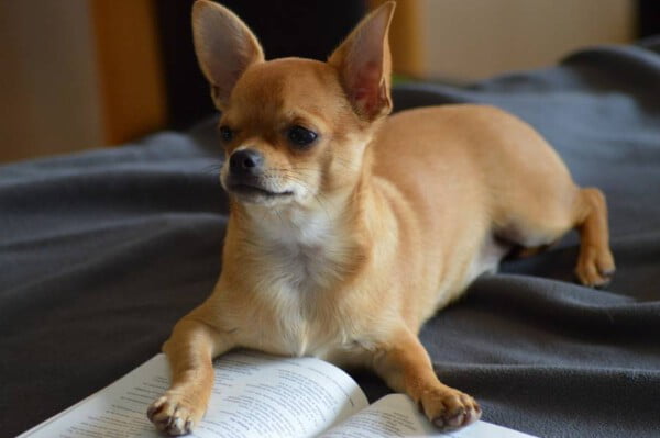 Chihuahua