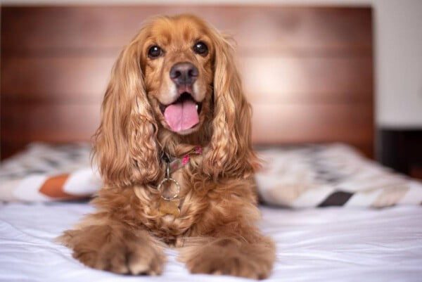 Cocker spaniel