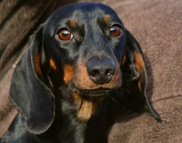 Dachshund