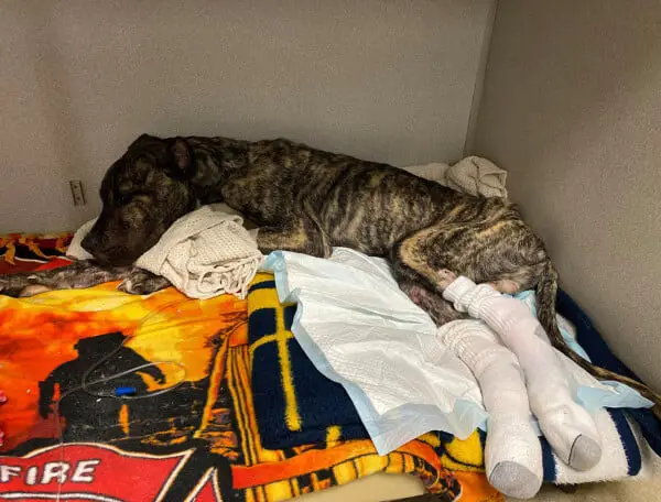 Cachorro encontrado em estacionamento luta por segunda chance Cachorro encontrado em estacionamento luta por segunda chance