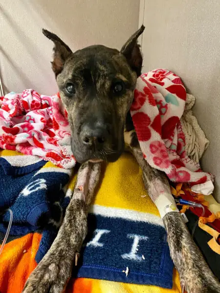 Cachorro encontrado em estacionamento luta por segunda chance Cachorro encontrado em estacionamento luta por segunda chance
