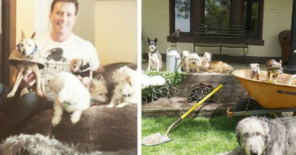 Homem não para de adotar cães idosos Homem adotar cães idosos