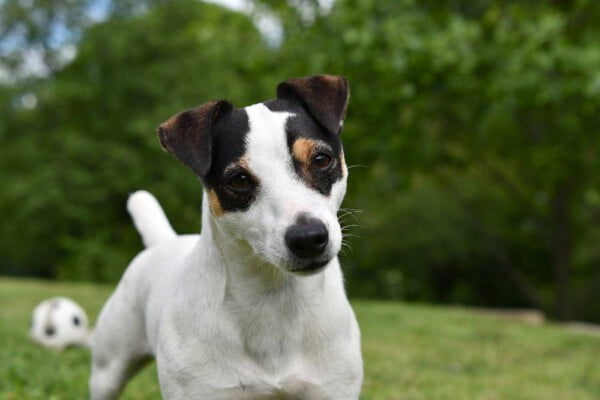 Jack russel terrier