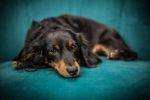 Meningite em cães: causas, sintomas e tratamento