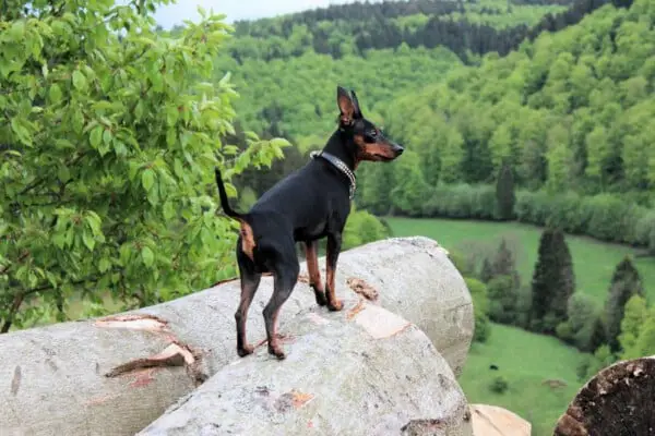 Pinscher miniatura