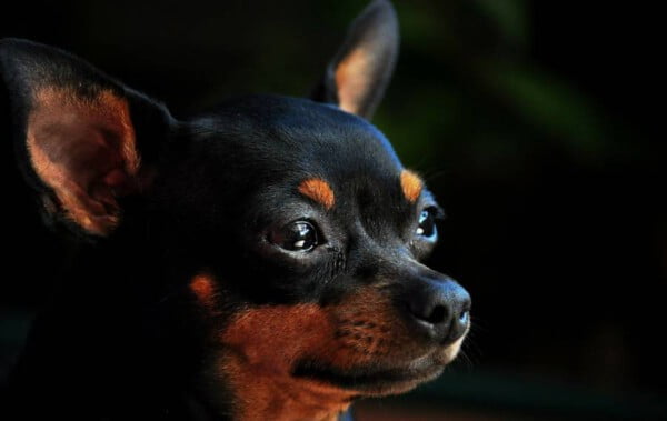 Pinscher miniatura