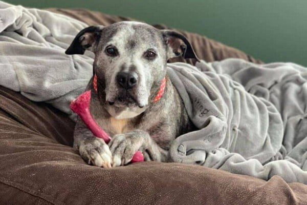 Pitbull encontra um novo lar após 10 anos em abrigos Pitbull encontra um novo lar