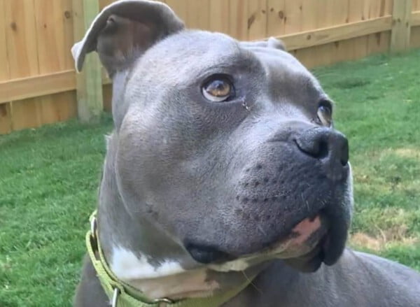 Pitbull se encanta por ganhar um local para correr e brincar Pitbull se encanta