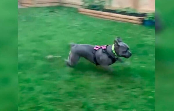Pitbull se encanta por ganhar um local para correr e brincar Pitbull se encanta1