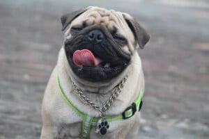 Pug: saiba tudo sobre a raça