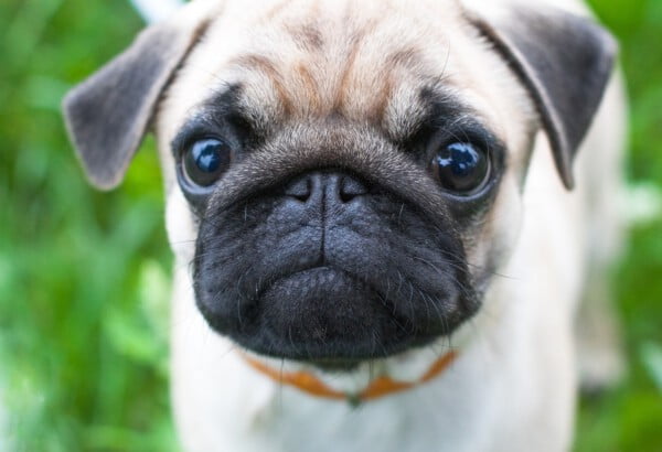  Pug