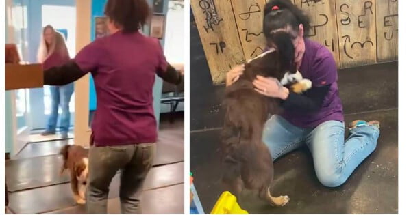 Cachorra perdida chora ao reencontrar a sua mãe Reencontro da cachorra perdida