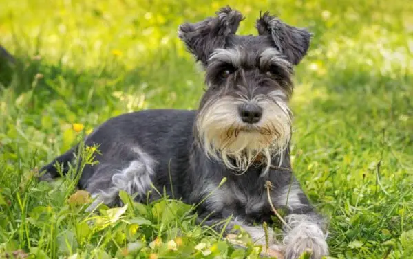 Schnauzer