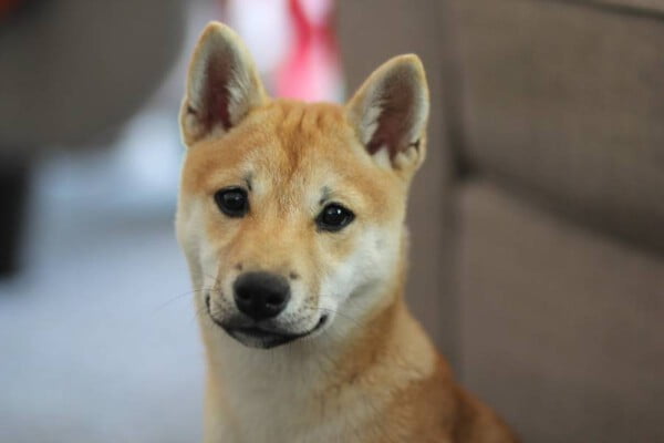 Shiba inu