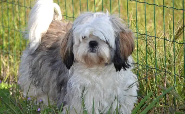 Shih tzu