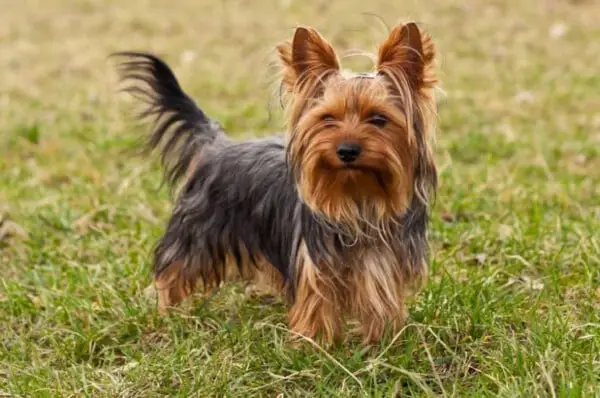 Yorkshire terrier