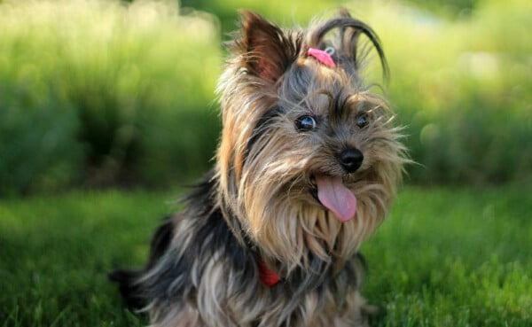 Yorkshire terrier