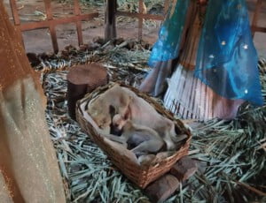 cachorra no presépio