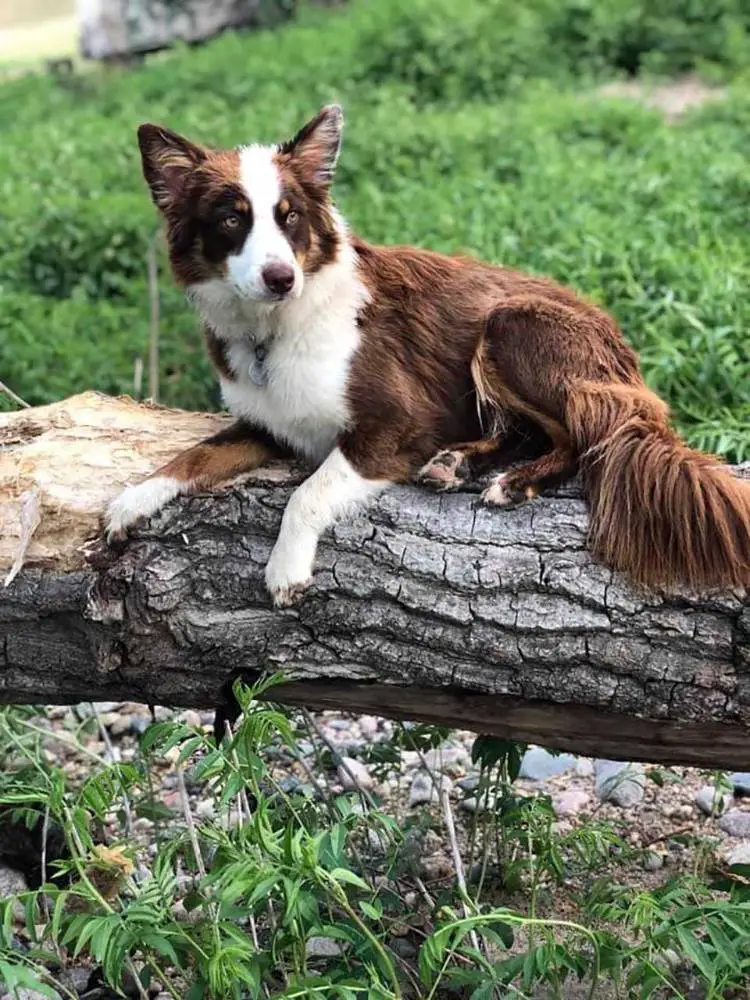 Cachorra perdida chora ao reencontrar a sua mãe Cachorra perdida chora ao reencontrar a sua mãe