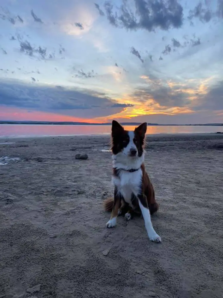 Cachorra perdida chora ao reencontrar a sua mãe Cachorra perdida chora ao reencontrar a sua mãe