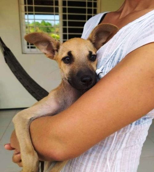 Cachorra encontrada em presépio é adotada cachorra no presépio
