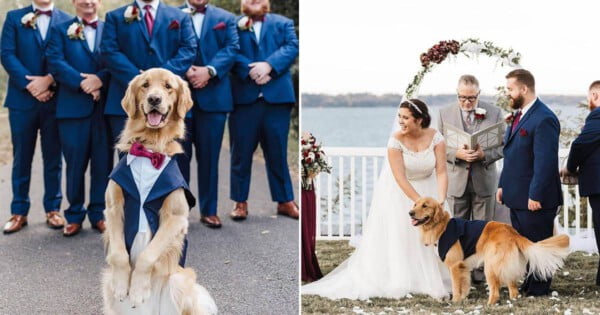 Cachorro foi o portador das alianças na cerimônia de casamento Um cachorro na cerimônia de casamento