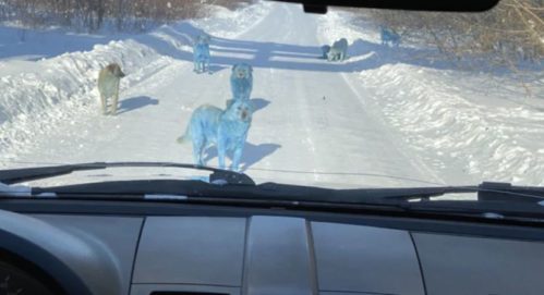 Cachorros azuis são encontrados na Rússia e motivo é preocupante cachorros azuis na russia