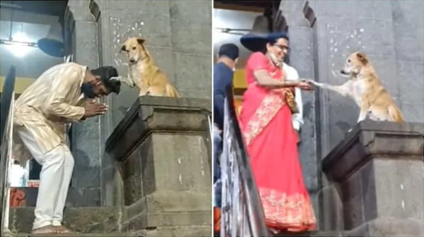 Um cão abençoa os fiéis na entrada do templo Um cão abençoa os fiéis na entrada do templo