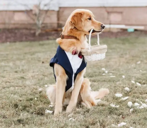 Cachorro foi o portador das alianças na cerimônia de casamento cachorro na cerimônia de casamento2