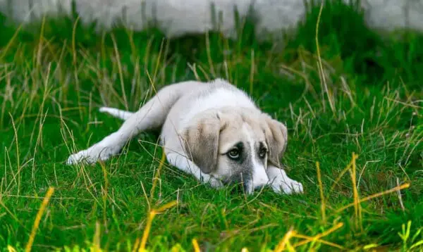 06 sinais que mostram que os cachorros também precisam de um tempo sozinhos