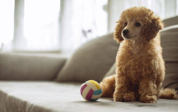 06 sinais que mostram que os cachorros também precisam de um tempo sozinhos