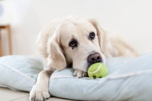 06 sinais que mostram que os cachorros também precisam de um tempo sozinhos