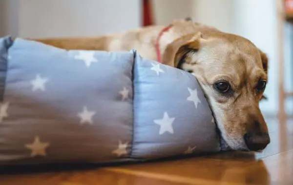 cachorro vomitando sangue