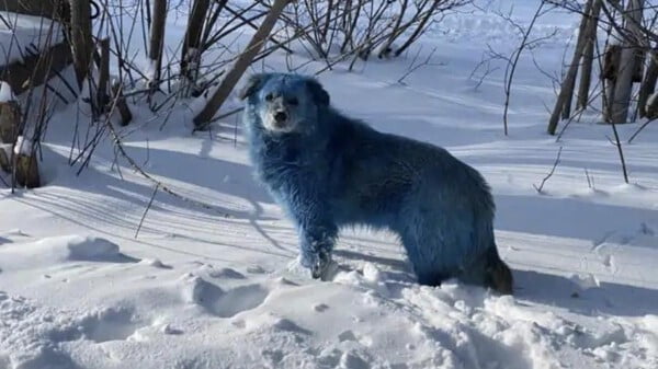 cachorros azuis na russia