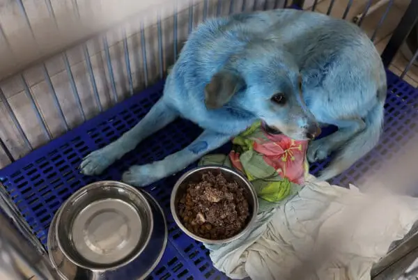 Cachorros azuis são encontrados na Rússia e motivo é preocupante cachorros azuis na russia