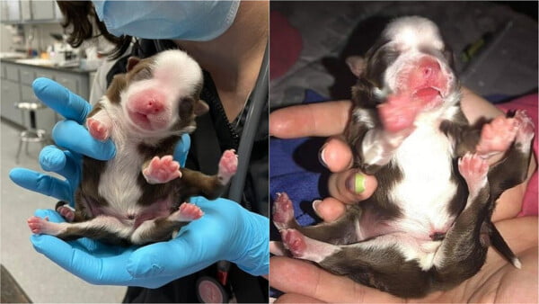Cadelinha que nasceu com seis patas é considerada milagre Cadela nasce com 6 patas e 2 rabos (Foto: reprodução Facebook)