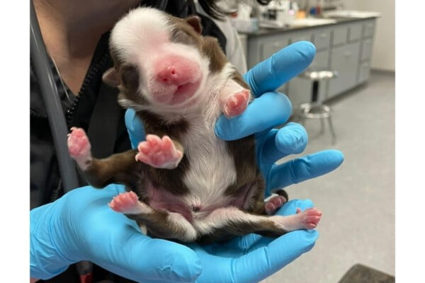 Cadelinha que nasceu com seis patas é considerada milagre Cadela nasce com 6 patas e 2 rabos (Foto: reprodução Facebook)