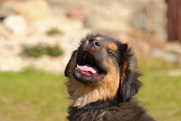 Como diminuir o mau hálito do cachorro