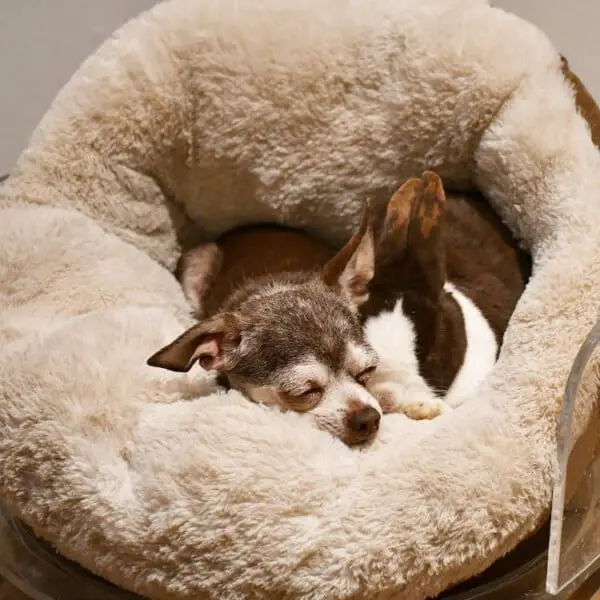 Homem não para de adotar cães idosos Homem não para de adotar cães idosos