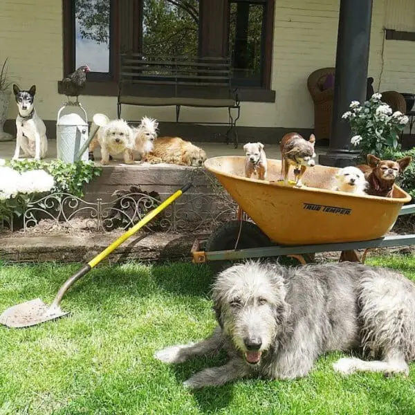 Homem não para de adotar cães idosos