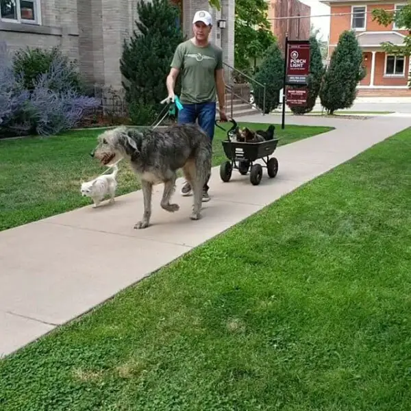 Homem não para de adotar cães idosos Homem não para de adotar cães idosos