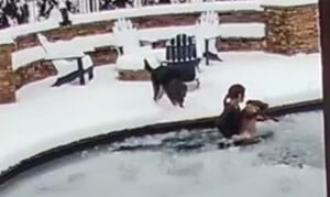 Mulher se atira na água gelada para salvar cachorro
