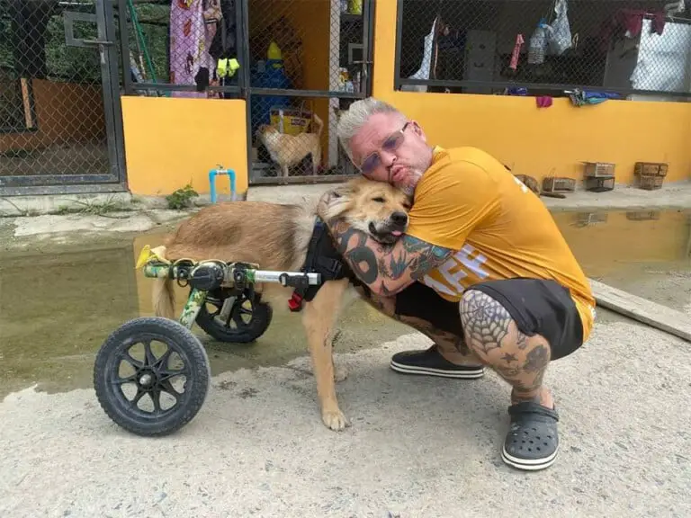Santuário acolhe cães deficientes na Tailândia